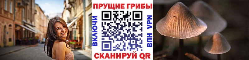 Галлюциногенные грибы Psilocybine cubensis  блэк спрут рабочий сайт  Закаменск  где купить  